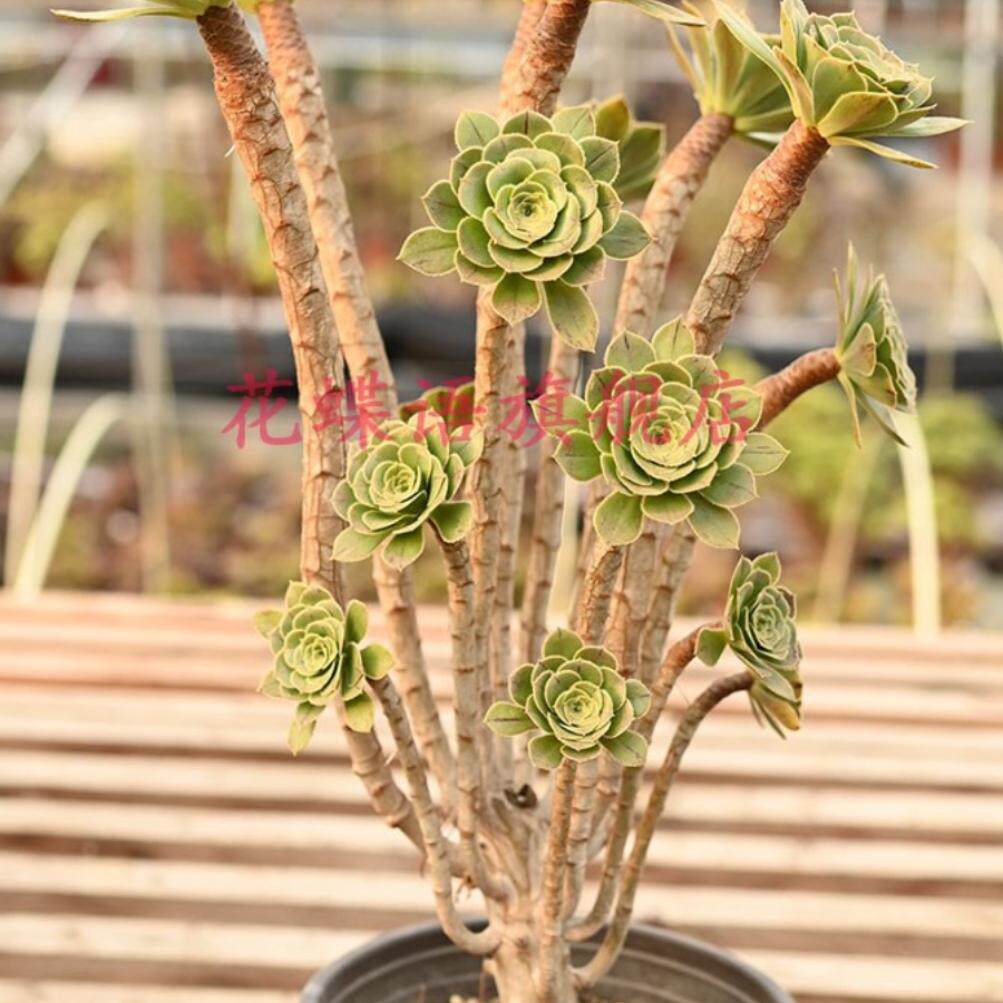 原始绿法师莲花掌属多头群生多肉植物一物一拍造型老桩绿植