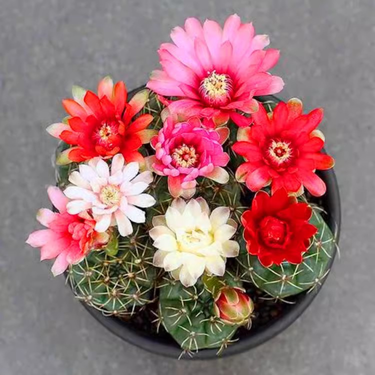 菲花玉仙人球带花苞绯花玉小盆栽桌面绿植多肉植物花卉室内花开花图片