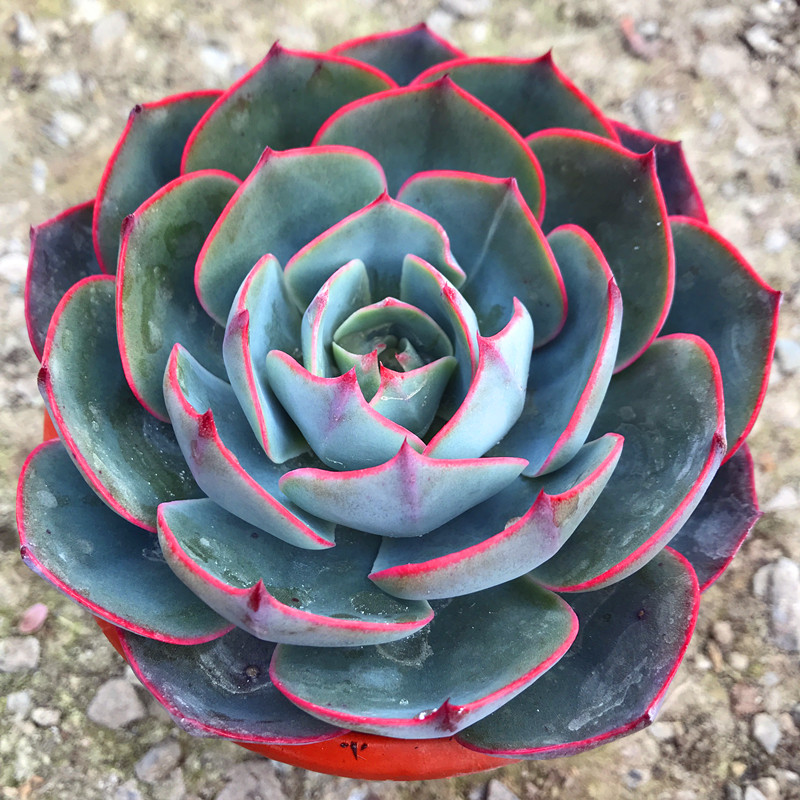 多肉植物阿美星老桩群生阿西米达一物一拍多肉老桩大盆