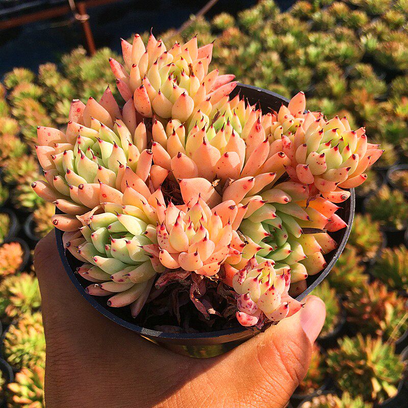 原始绿爪 多头群生爪系多肉植物组合小盆栽花园办公绿植一物一拍