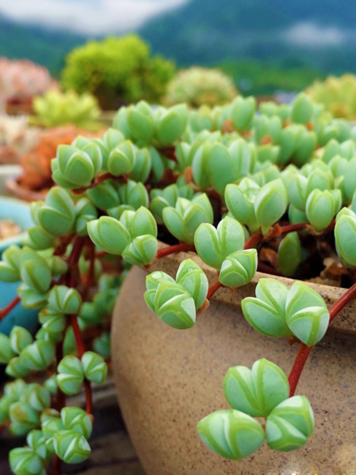 碧鱼莲多头碧玉莲多肉植物盆栽鹿角海棠办公桌肉肉绿植花卉植物