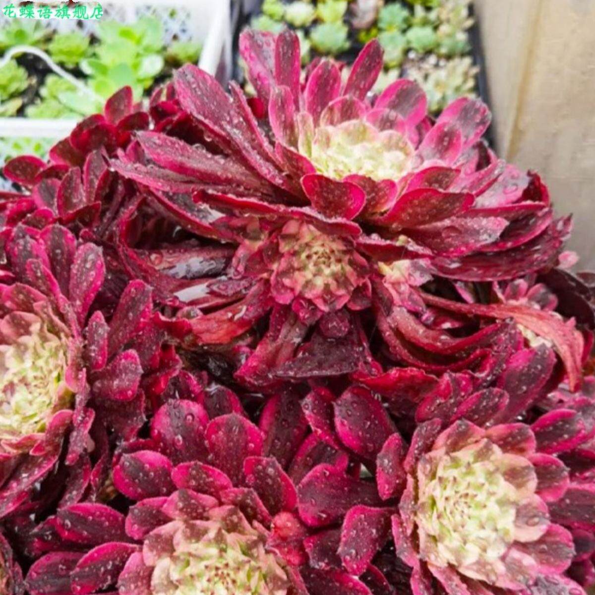 木质老桩大颗稀有法师变异覆轮锦水墨画法师老桩盆栽多肉植物