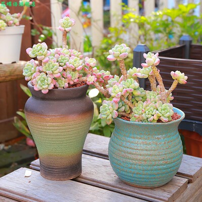 劳尔多肉老桩大群一物一拍