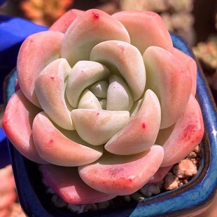 冰玉 奶油冰玉冰淇淋月影系萌肉组合多肉植物盆栽办公室一物一拍