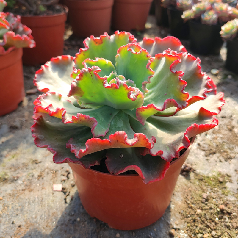 舞会红裙巨型多肉超大老桩