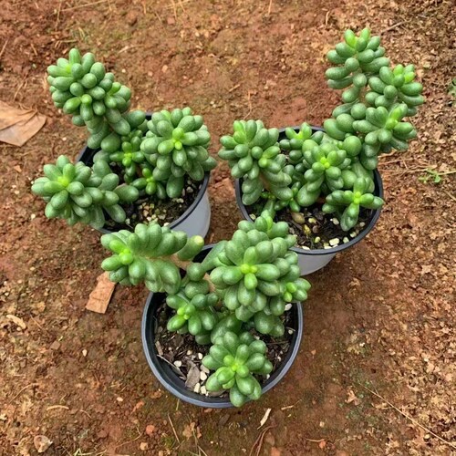 绿龟卵多肉植物组合盆栽阳台室内美观新手好养老桩云南直发肉肉