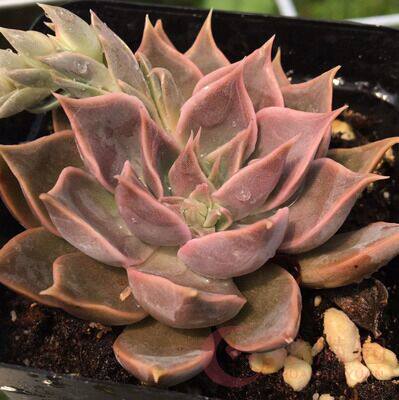 多肉植物黑门萨办公室室内阳台绿植园艺花卉组合盆栽大批基地直发