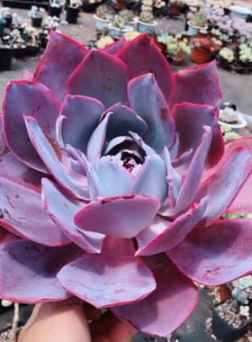 多肉植物 晚霞三仙 广寒宫 晚霞 好养超大肉肉盆栽绿植状态好