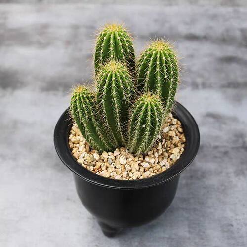 多头大凤龙仙人柱多肉植物仙人球仙人掌肉肉绿植花卉盆栽