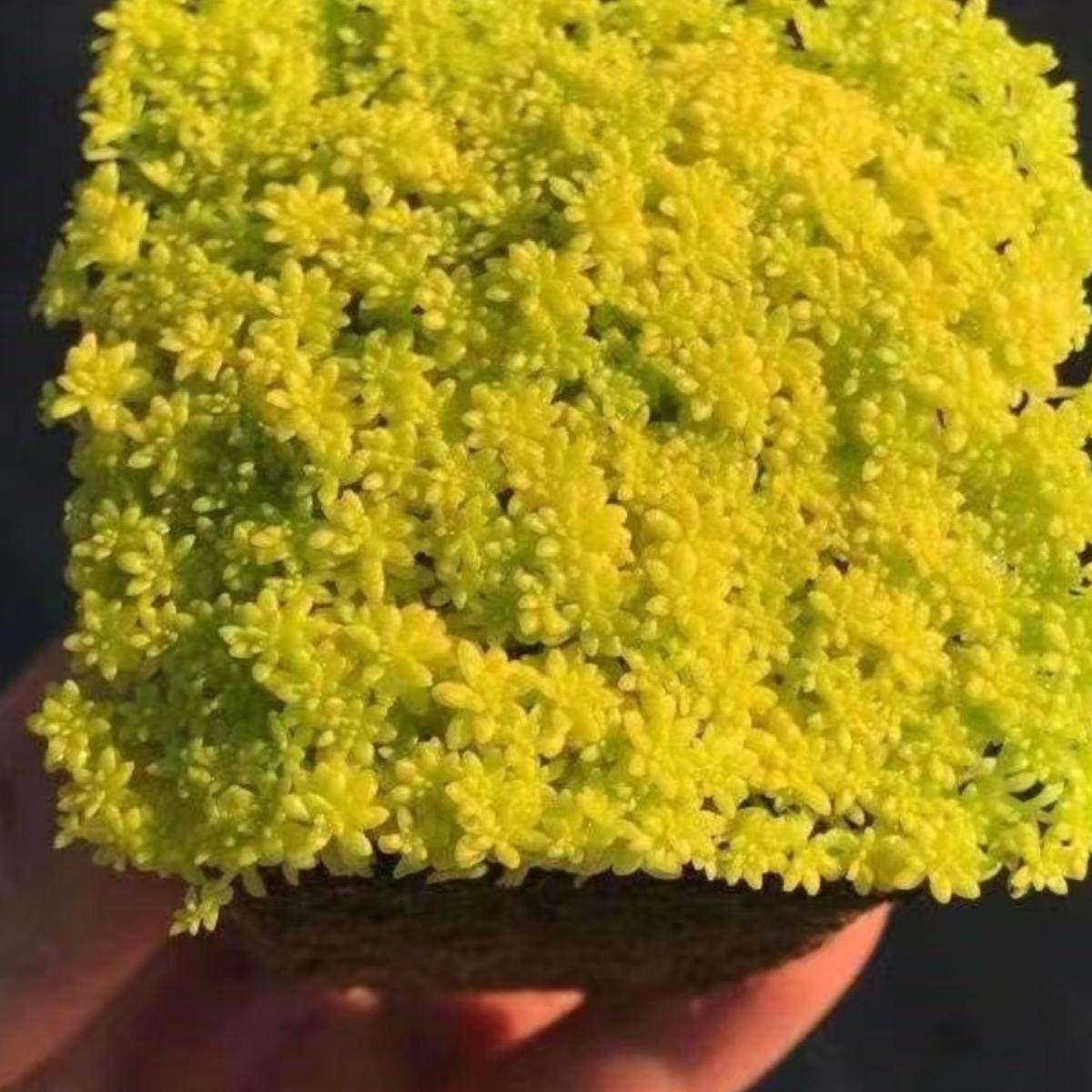 黄金万年草多肉植物组合盆栽护盆草多肉黄金草室内绿植迷你小盆栽
