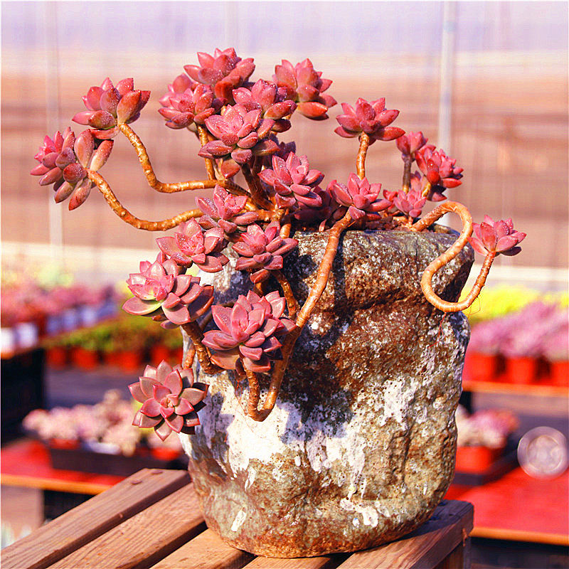 姬胧月白胧月老桩多肉植物室内阳台办公桌庭院客厅,鲜花速递/花卉仿真/绿植园艺,多肉植物,淘宝优惠券,粉丝福利购,淘宝优惠卷