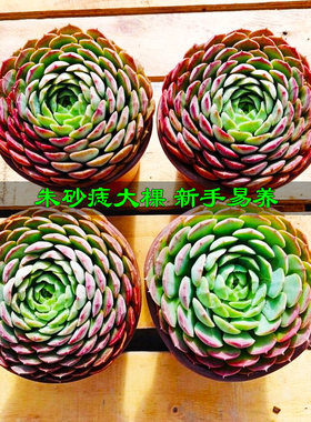 朱砂痣多肉植物群生绿植花卉