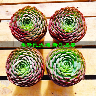 朱砂痣多肉植物群生大颗仙桃多肉露养状态好阳台多肉组合绿植花卉