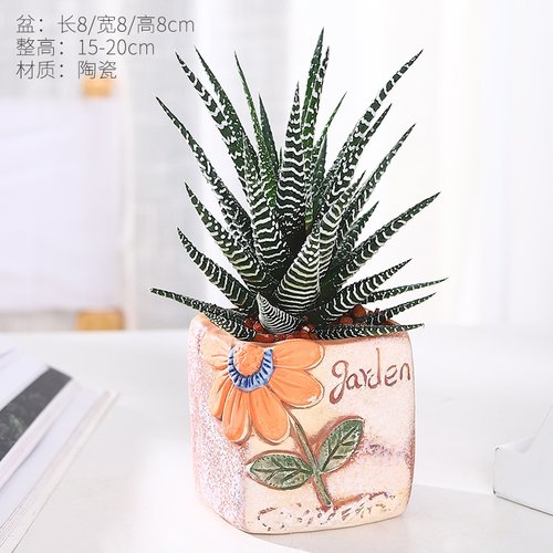 室内盆栽净化空气办公桌条纹十二卷芦荟多肉植物包邮