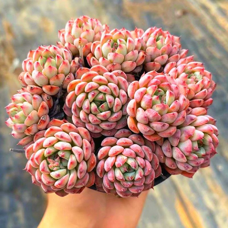 蓝姬莲肉肉植物组盆园艺花卉绿植家居庭院多肉植物萌门室内