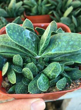 子宝群生多肉植物室内