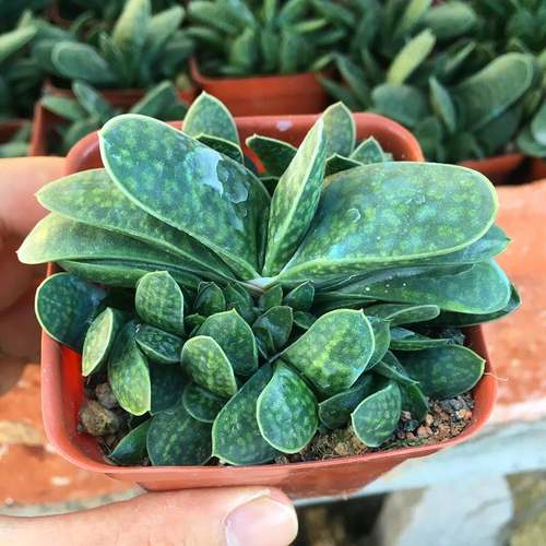 子宝群生多肉植物室内