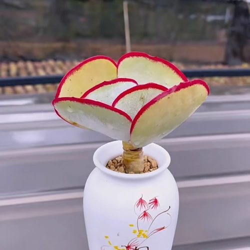 精品控养正版日系白眉 白眉多肉植物包对版可爱多肉好养花卉阳台