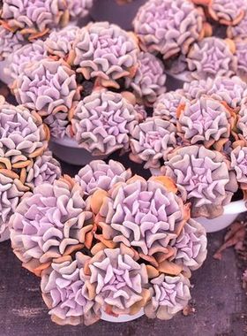 多肉老桩大颗雪精灵盆栽老桩紫色群生多头花卉绿植阳台桌面