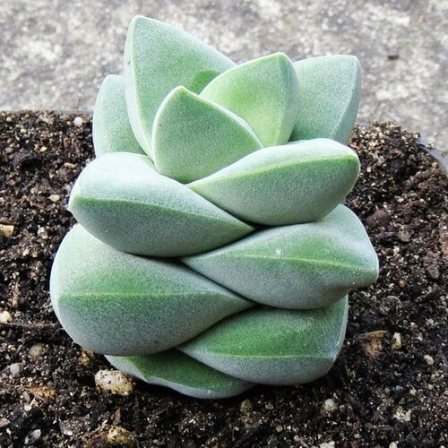 纪之川多肉植物青锁龙