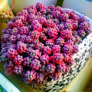 大姬星美人旋叶姬星美人紫米粒多肉植物拼盘肉肉迷你花卉