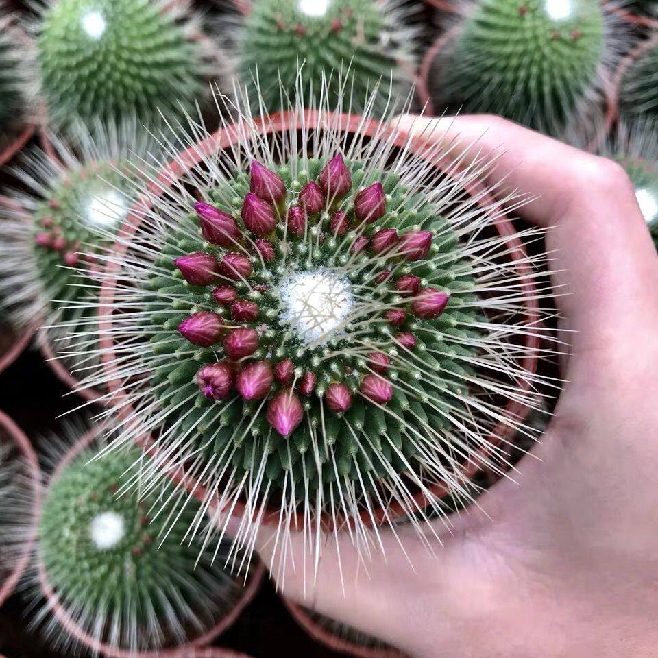 白珠仙人球带花苞软刺嫁接开花仙人掌多肉植物室内盆栽