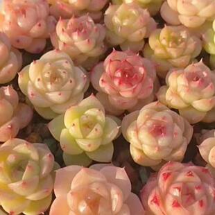 多肉植物高颜值迷你组合套餐女王麦秆韩麦边线麦秆蝴蝶麦秆小盆栽