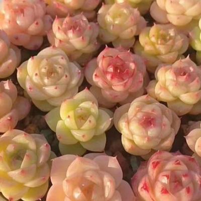 多肉植物高颜值迷你组合套餐女王麦秆韩麦边线麦秆蝴蝶麦秆小盆栽