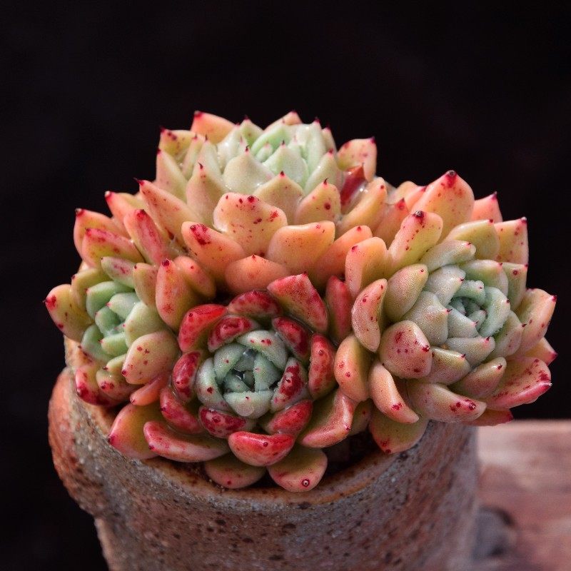 贵货多肉拉霍亚 拉霍亚爪暗纹爪系多肉植物超萌花卉绿植盆栽,鲜花速递/花卉仿真/绿植园艺,多肉植物,淘宝优惠券,粉丝福利购,淘宝优惠卷