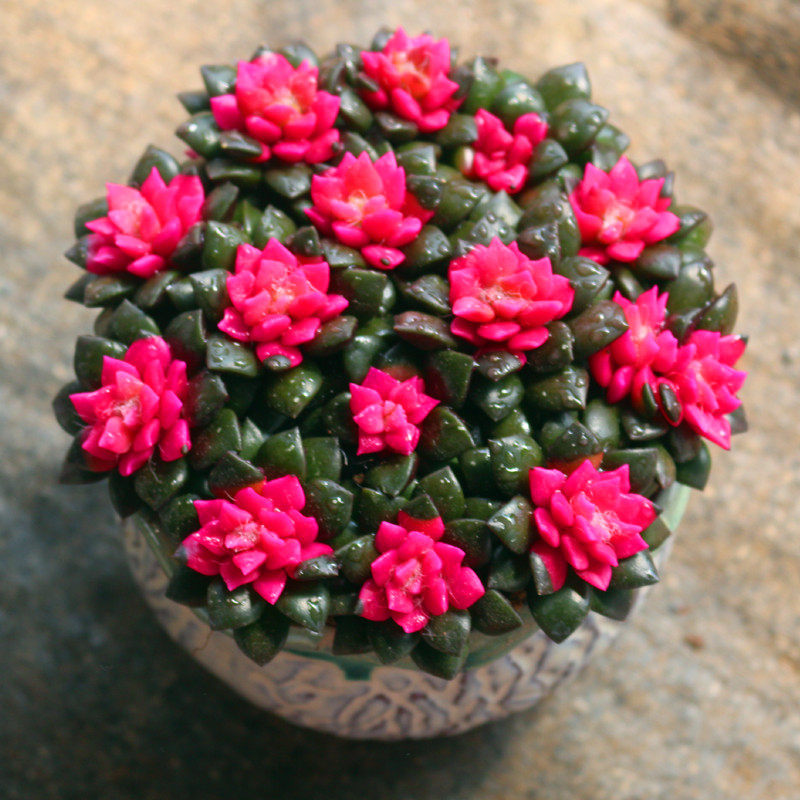 多肉植物 粉红色卡日松吹雪之松锦 带盆栽好桌面室内花卉