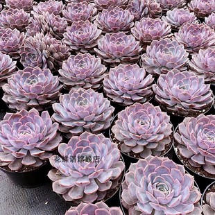 多肉植物进口景天科 菲欧娜 很大颗 鲜活带跟 夏天也红的品种