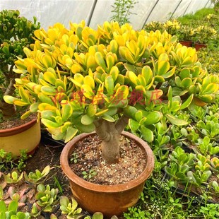 金边玉树大颗黄金花月室内盆栽姬红花月新花月锦三色花月玉树多肉