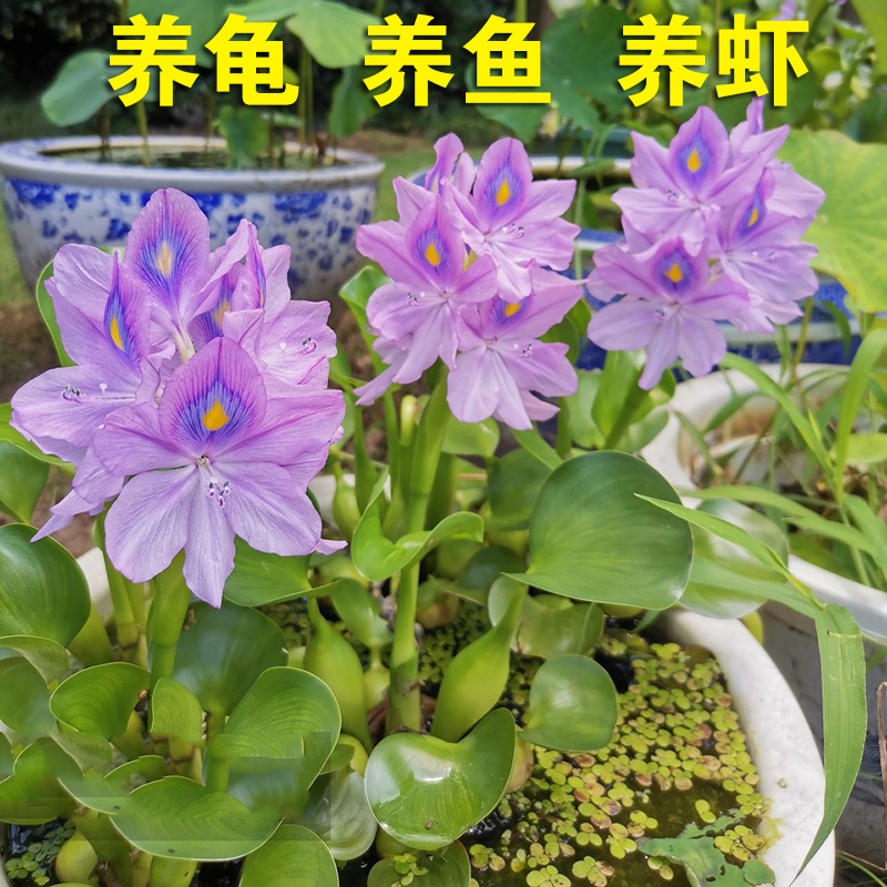 水葫芦花卉 植物 水养花卉 水生鱼缸水池净化水质 池塘种植 好养