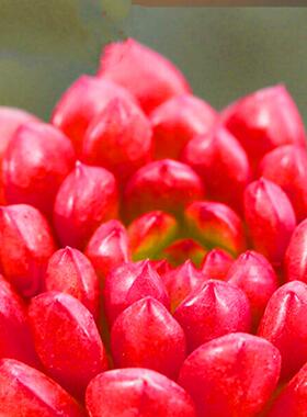 红宝石发货绿色多肉植物组合盆栽办公室阳台创意新手好养红色肉肉