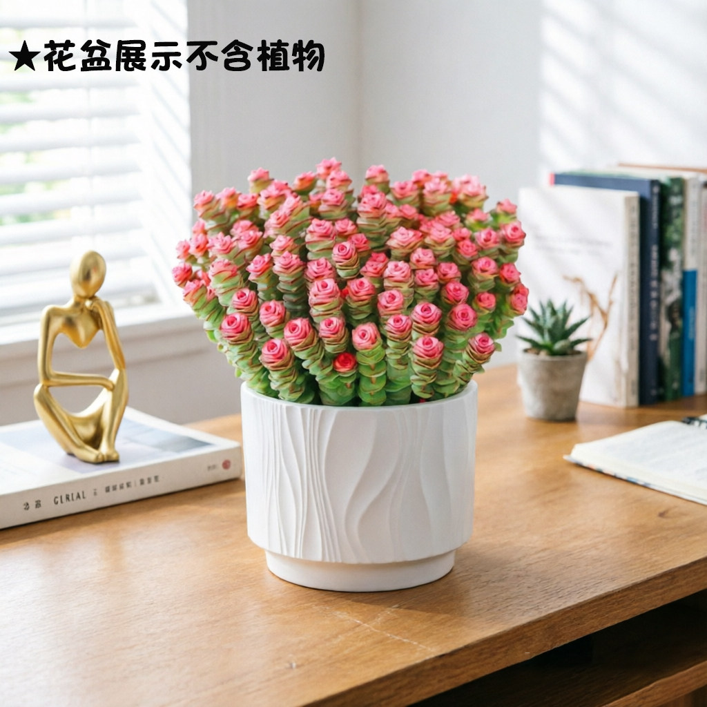 陶瓷花盆多肉植物老桩土陶全瓷带孔多种可选手绘韩国国产多款卡通