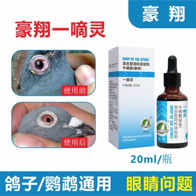 豪翔一滴灵赛鸽鹦鹉鸟用眼睛流泪