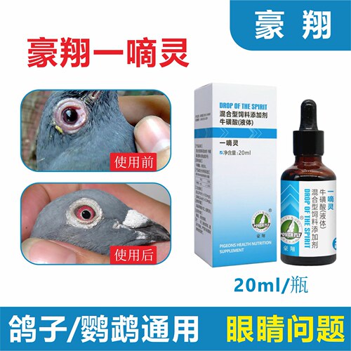 豪翔一滴灵赛鸽鹦鹉鸟用眼睛流泪