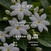 小花茉莉原精 花朵超临界萃取 单方精油