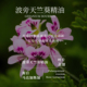 蒸馏提取 马达加斯加 波旁天竺葵精油 单方精油