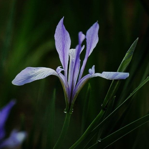 新疆马兰花种子蓝色的花马莲花种子多年生花卉种子耐寒