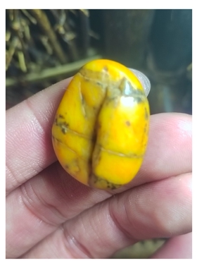 原生黄玉籽料系列鸡油黄黄玉籽料原石，密度2.99新疆和田玉籽玉