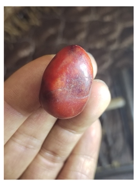 艳若鸡冠，鸡血红红玉籽料原石新疆玛丽艳老河道一手，密度2.99