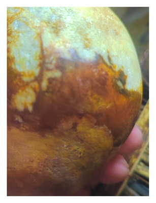 黄金皮新疆和田玉籽料原石把玩，皮色环绕犹如金龙抬头，二月你好