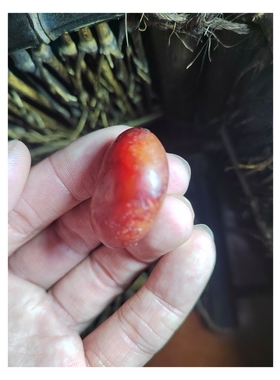 凝血红红玉籽料原石，古籍记载艳若鸡冠，密度2.99新疆和田玉籽料