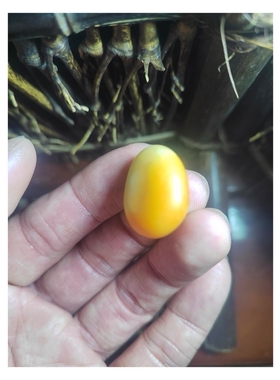 橘黄籽儿玉鸡蛋黄富贵黄，密度2.99，新疆和田玉籽料原石美玉玉器