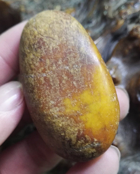 枣红皮鸡蛋黄和田玉黄玉籽料原石 籽玉美玉玉石保真玩料珍藏