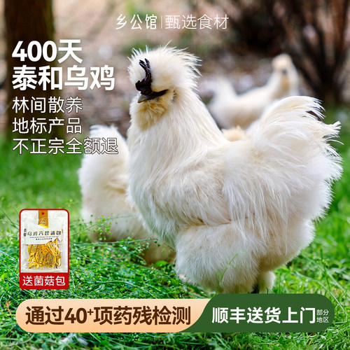 正宗江西泰和原种乌鸡新鲜现杀