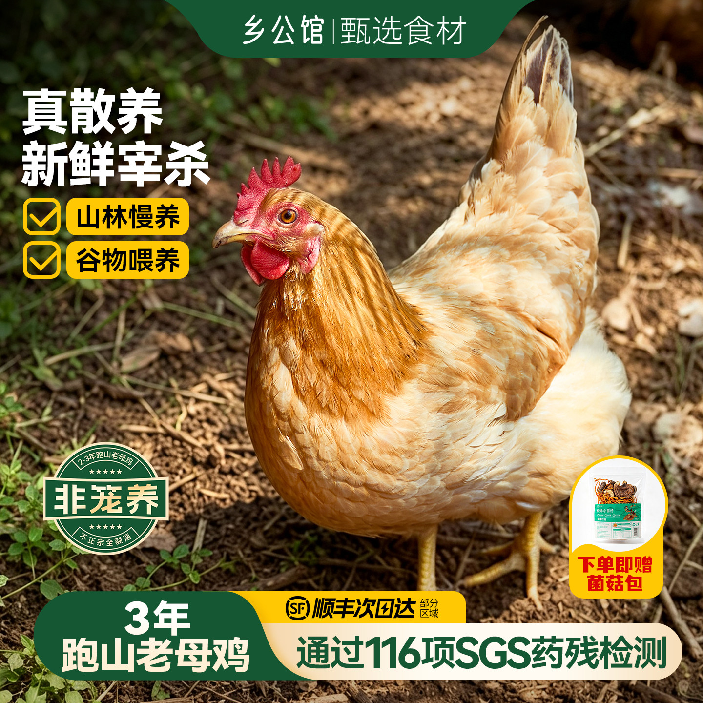 【顺丰】真散养!跑山老母鸡