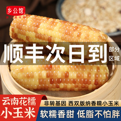 【低脂健康】西双版纳香糯小玉米