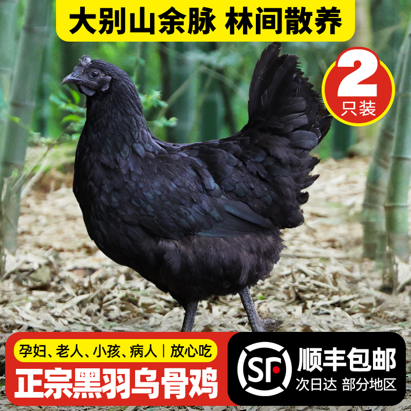 正宗黑羽乌骨鸡顺丰包邮新鲜现杀